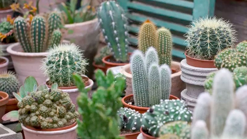 Kaktusar 12 lättskötta växter