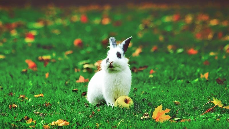 Kanin Sveriges populäraste husdjur