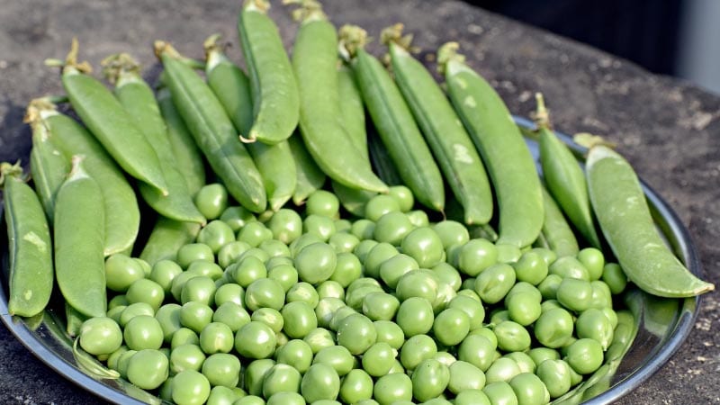 Grona artor 10 av de nyttigaste grönsakerna du kan lägga på tallriken