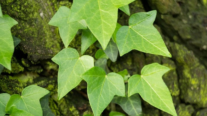 Murgrona 10 växter som renar luften