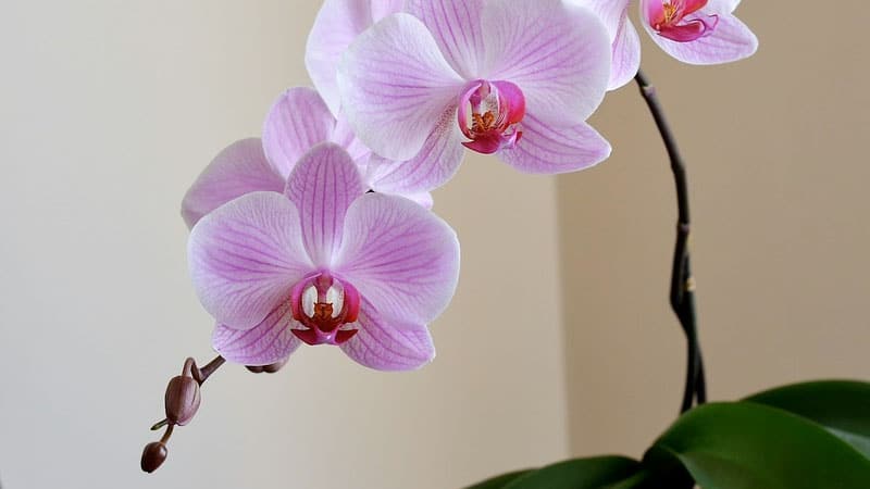 Orkide 10 växter som renar luften