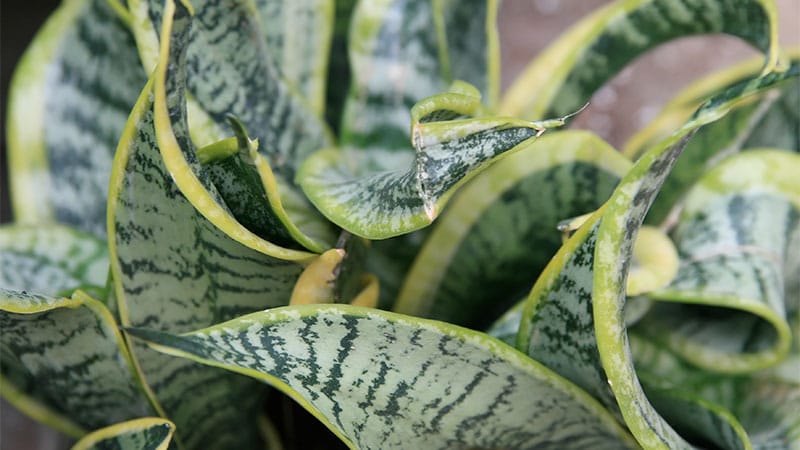 Svarmors Tunga 10 växter som renar luften