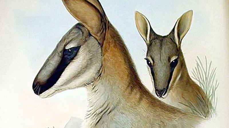 Greys wallaby 10 djur som utrotats av människan