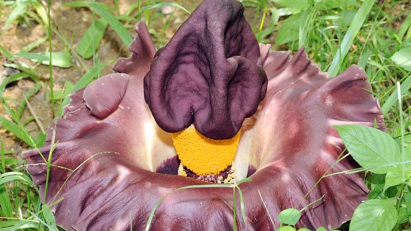 Amorphophallus paeoniifolius 15 häftiga växter