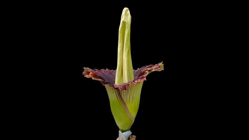 Amorphophallus titanum 15 häftiga växter