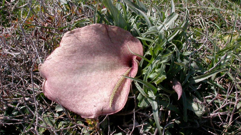 Dracunculus muscivorus 15 häftiga växter