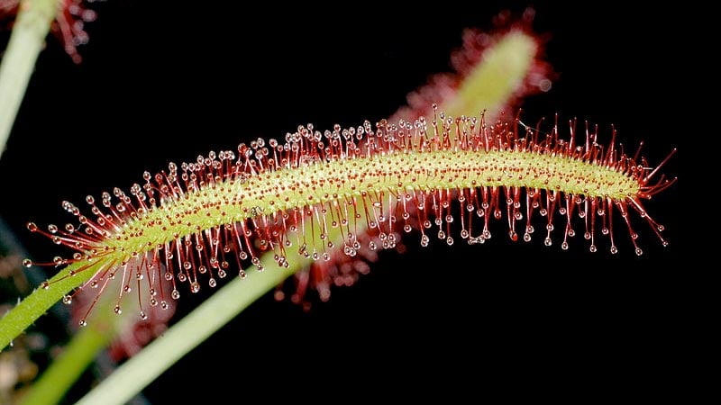 Drosera capensis 15 häftiga växter