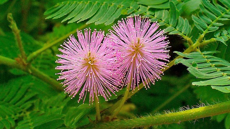Mimosa pudica 15 häftiga växter