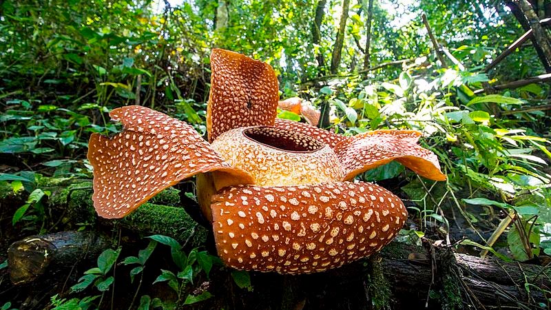 Rafflesia arnoldii 15 häftiga växter