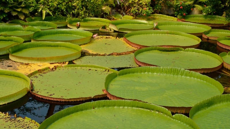 Victoria amazonica 15 häftiga växter