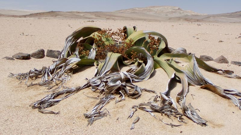 Welwitschia 15 häftiga växter